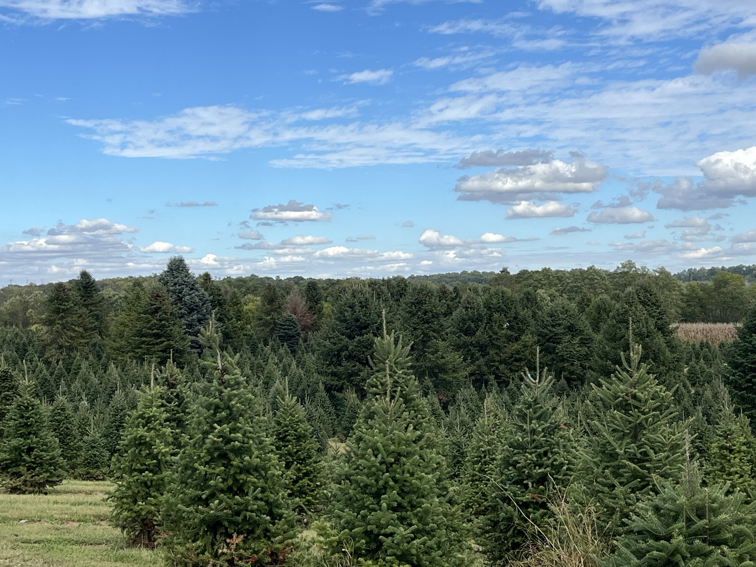 Christmas tree fields at Spring Valley Tree Farm