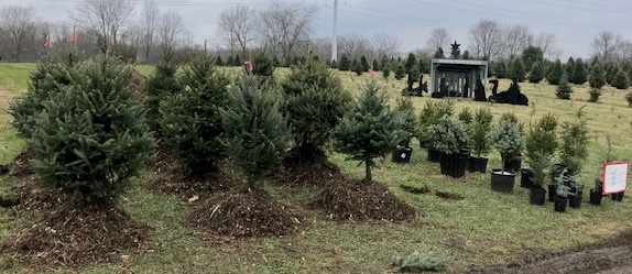 Trees and potted plants at Spring Valley Tree Farm